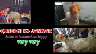 hamara qurbani ka janwar a Gaya| TECHWORLD||#QURBAN2023 #QURBAN