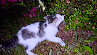 子猫を保護しました。