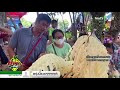 คึกคัก ชาวบ้านเดินทางขอโชคต้นพันชาด 30 09 63 ตะลอนข่าว