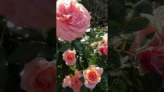 겨울까지 피는 독일 장미 | 가든 오브 로즈 |winter rose | kordes | Garden of rose