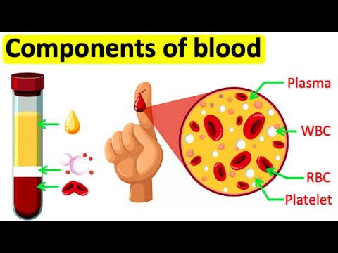 What special substance is in red blood cells?