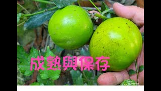 黑柿成熟與冷藏保存