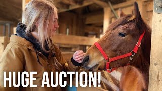 Come with me to a HUGE Draft Horse Auction | 700+ Horses!!