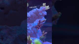 兩年的海水缸換造景啦～蛇年新的開始～#saltwateraquarium #spscorals #reeftank #reefaquarium #reef2reef