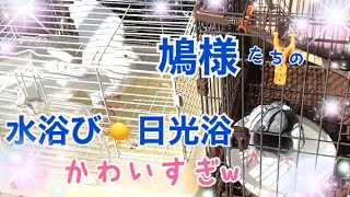 個性的な水浴びがかわいすぎるｗ鳩様たちのほっこり水浴び日光浴♪2021/11/3撮影