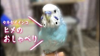 セキセイインコ、ヒメのおしゃべり（生後6ヶ月）