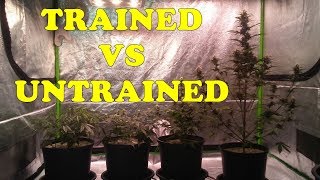 Trained vs Untrained autoflower cannabis plants