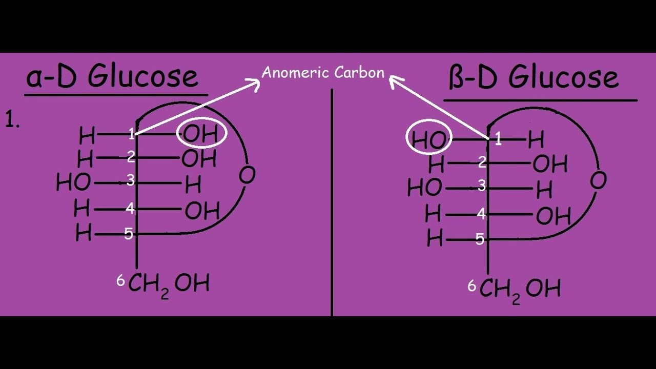 Difference Between Alpha And Beta Glucose Definition Vrogue Co Difference Between Alpha And Beta Glucose Definition Vrogue Co