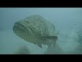 Goliath Grouper Dive 082622