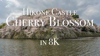 [8K] 彦根城と桜 Hikone Castle \u0026 Cherry Blossoms in 8K,Shiga,Japan