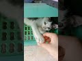 Kenalin ini HIRO 😺 #Shorts #Youtubeshorts #kucinglucu #kucingviral #catlover #trending #viral #fyp