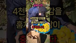 (실제사연)4천만원 시골 단감나무 도둑의 충격적인 정체