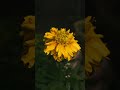 marigold flower journey flowers marigold shares likes terrace terracegarden terracegardening