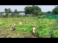 带中华田园犬参观萌宠露营地，体验超大露天泳池，阿黄肠子都悔青