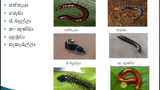 Grouping animals different legs type - Grade 05 (සතුන්ගේ පාද සංඛ්‍යාව අනුව වර්ග කිරීම - 5 ශ්‍රේණිය)