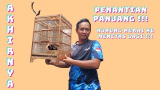 AKHIR NYA TELUR BURUNG MURAI MENETAS !!!!