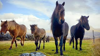 1 HOUR of AMAZING HORSES From Around the World - Best Relax Music, Meditation, Stress Relief, Calm