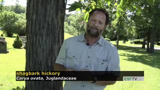 Trees with Don Leopold - shagbark hickory