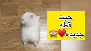 استقبال قط جديد ف البيت لاول مره 😍ازاي اتعاملت معاها عشان ياخد علينا ♥️