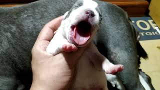 อัพเดต ลูกหมาอเมริกันบูลลี่ อายุ 10 วัน [American Bully]