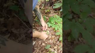 How to find identify dig wild ginseng