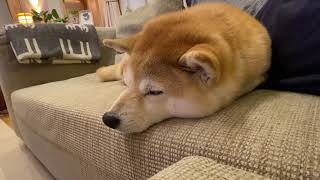 寝息を立てる柴犬マコ