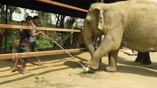 Mahouts and Elephants in Nepal learning Target Training