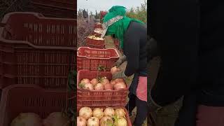 Pomegranate Grading \u0026 Packing 🌟 #FruitProcessing #FreshProduce