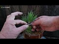 grandpa s challenge rebuild the elongated black pine pruning repotting wire hanging mini