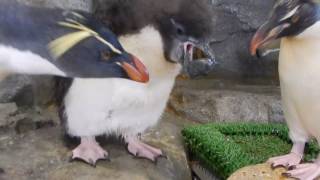 イワトビペンギンのヒナ「なんか、みーっけ!!!」