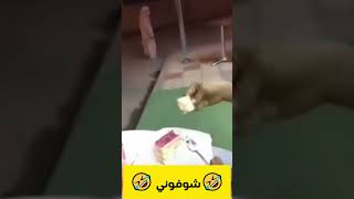 😂😂hhh chofouni 😂😂فيديو الاصلي شوفوني