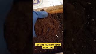 Как сею томаты на рассаду. #помидоры #рассада #томаты #рассадатоматов