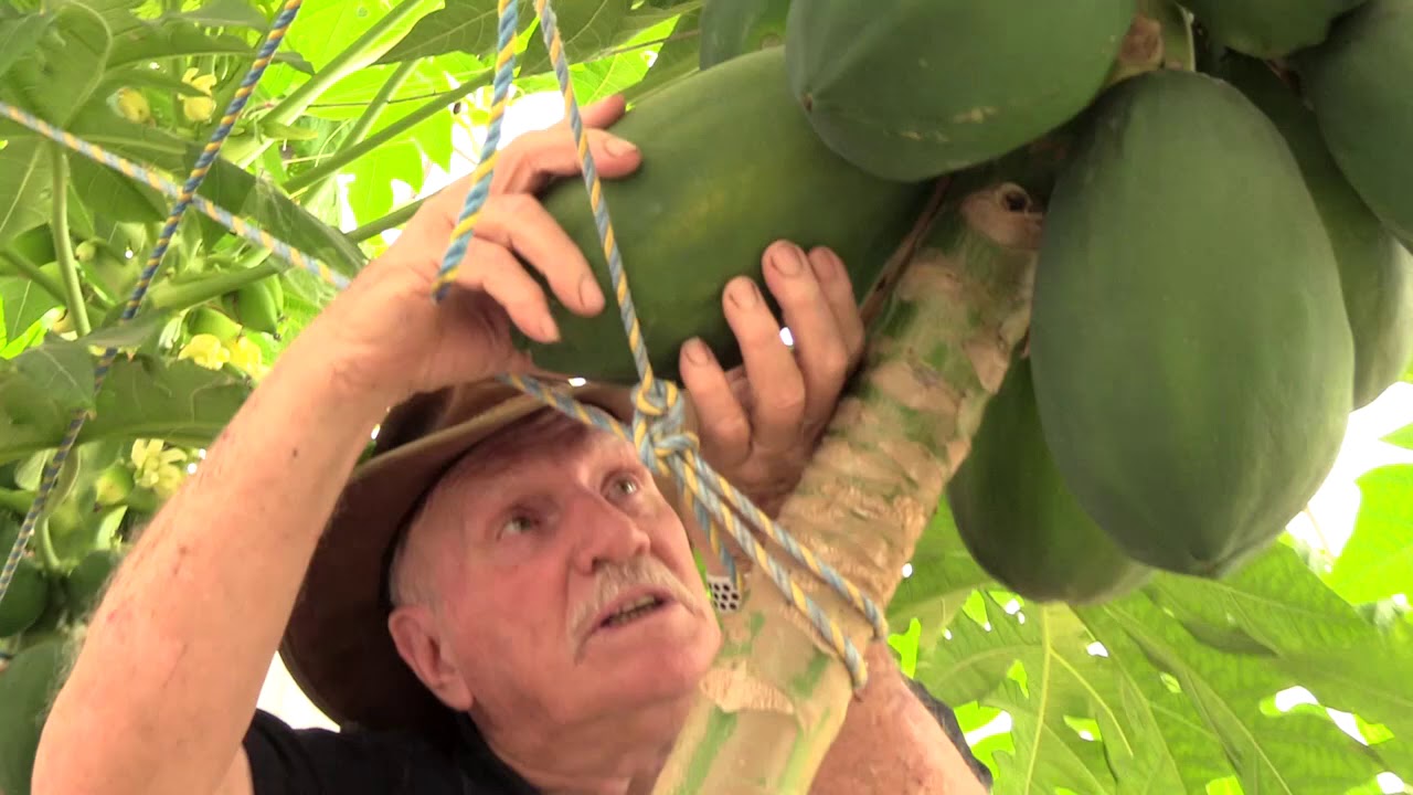 Methods Of Harvesting Papaya At Janet Olvera Blog