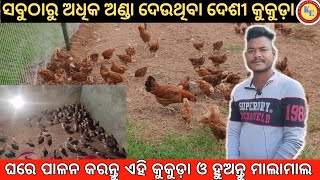 କେମିତି କରିବା ଅଣ୍ଡା ଦିଆ କୁକୁଡ଼ା ଚାଷ ? Rir chicken breed odisha |