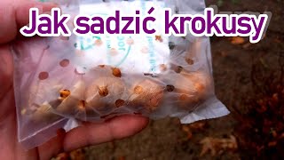 Krokusy 2024 / Szybkie sadzenie zapomnianych krokusów / Jak sadzić krokusy do gleby w lutym