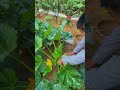 the small courtyard is a spiritual harbor for me and my wife. growing vegetables can also create.