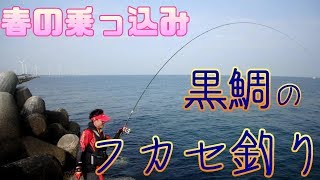 【フカセ釣り】北九州若松沖波止で春の乗っ込みチヌをフカセ釣りで狙う！【チヌ数釣り】