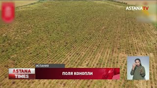 Гигантскую плантацию конопли уничтожили в Европе