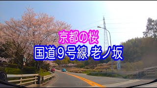 【車載動画】京都の桜 国道９号線 老ノ坂 峠 Kyoto Japan Drive 京都ドライブ