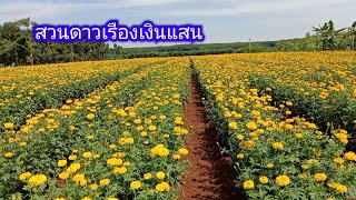 ดาวเรืองเงินแสน  พืชอายุสั้นอีก1ทางเลือกที่น่าสนใจ