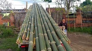 Hunting Bambu Penjor Persiapan Galungan. Dapat Yang Big Size 10 Meter #penjor #galungan #bigsize