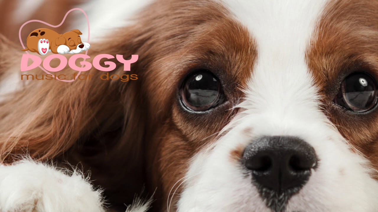 Music Therapy For Dogs And Pet Relaxation Stop Dog Shaking Crying