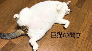 巨大猫の開き 猫の可愛い寝方　#BigCat #FatCat #GiantCat