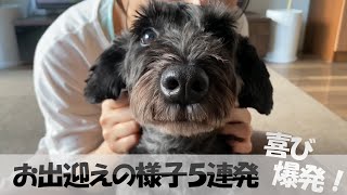 家族の帰宅に「全力で喜ぶ」愛犬の様子5連発♪