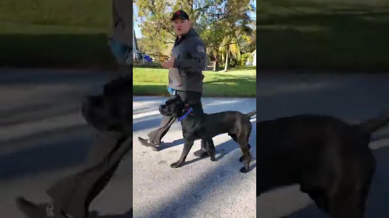 How to Train Cane Corso Off-leash with Remote Ecollar Training