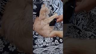 শুধু মোবাইল মোবাইল করে 😒😑 #cat #catlover #catshorts #100kviews #viralvideo #viralshorts