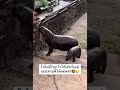 แม่จ๋างับมือพี่โต๊ดเลยจ่ะ ไม่มีอะไรมาฝากเราเลย🤣🐽 ad hippo animals shortvideo