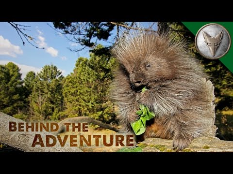 Can Porcupines Shoot Their Quills? Can Porcupines Shoot Their Quills?