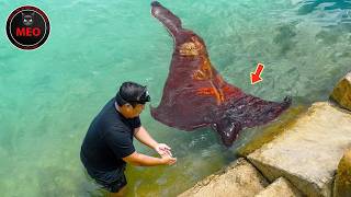 Moments You Must See To Believe | Strange Creatures (P3)