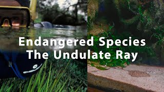 Aquarium preserved - Endangered Species - The Undulate Ray